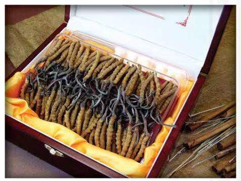 扶沟冬虫夏草回收?